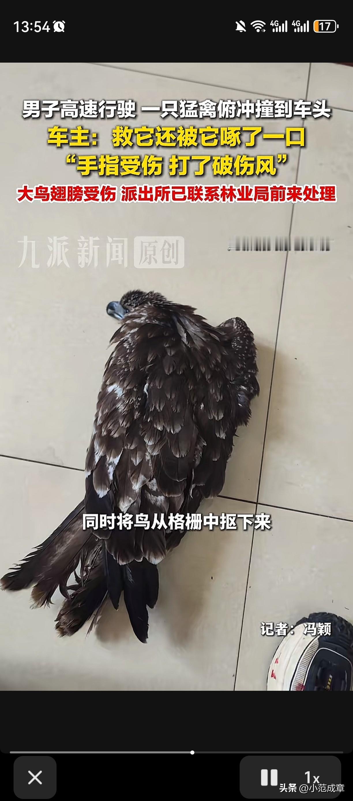 大哥救鸟反被啄。近日，安徽安庆的何先生遇到一件奇葩事，事发当时何先生正正常