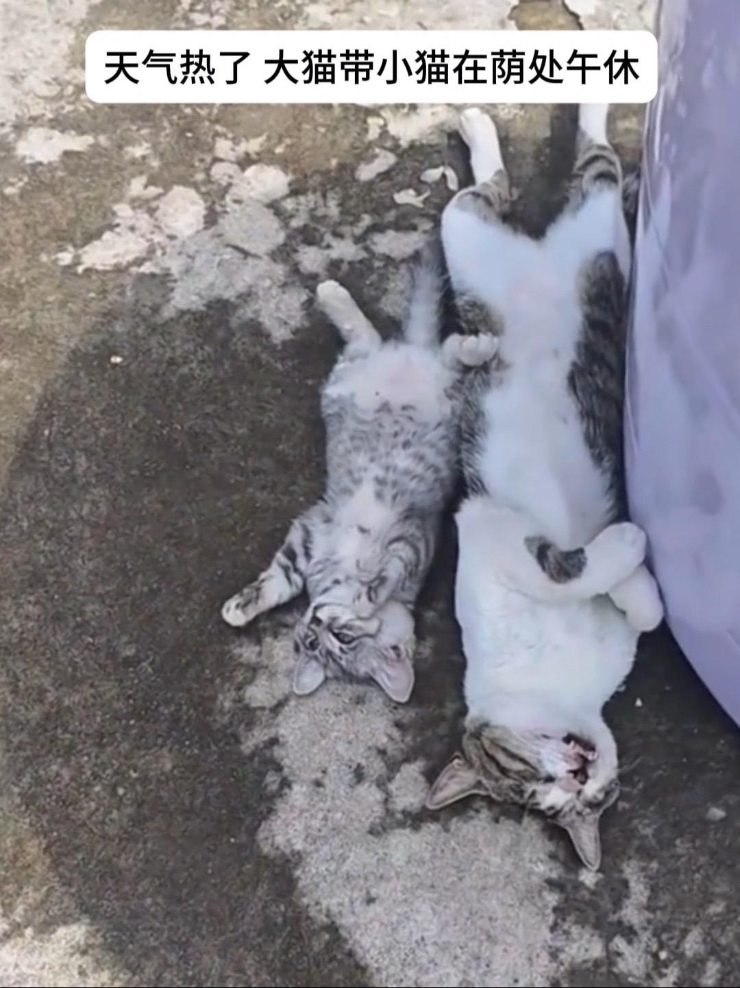 天气热了，大猫带着小猫在荫凉处午休。 小猫：装不下去了。不想睡