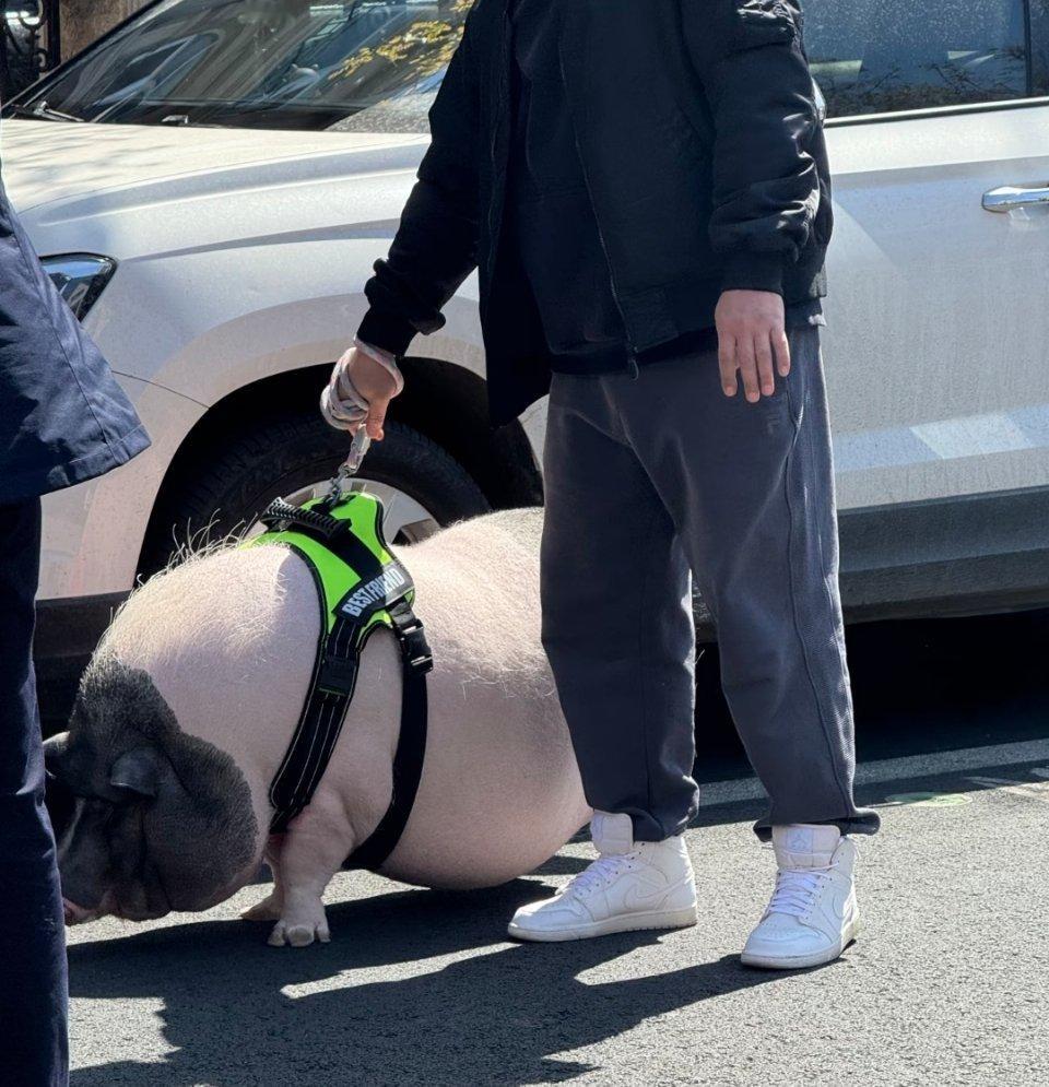 萌宠这是谁家出门赏花的显眼包