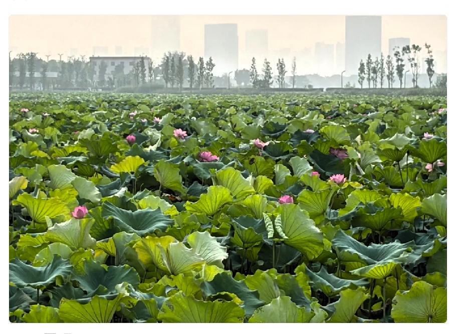 昨天，开完教职工大会，心里堵得慌。今年秋季开学，有三位同事没办法正常到岗上班
