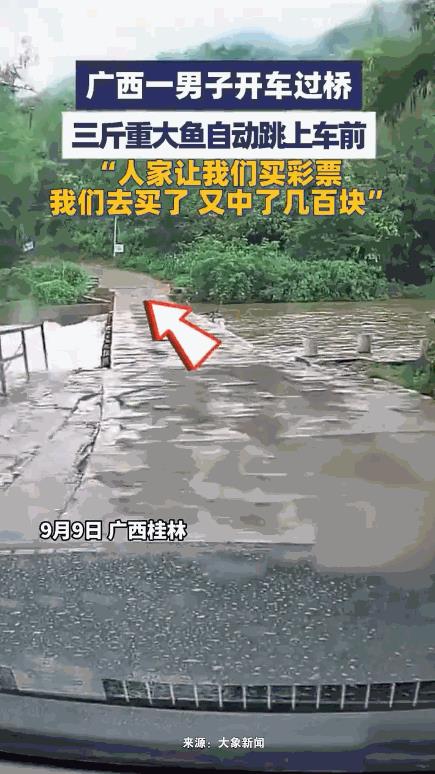 “这就是命啊！”9月9日，广西桂林，一男子开车过桥，突然，一条3斤重的大鱼从河里