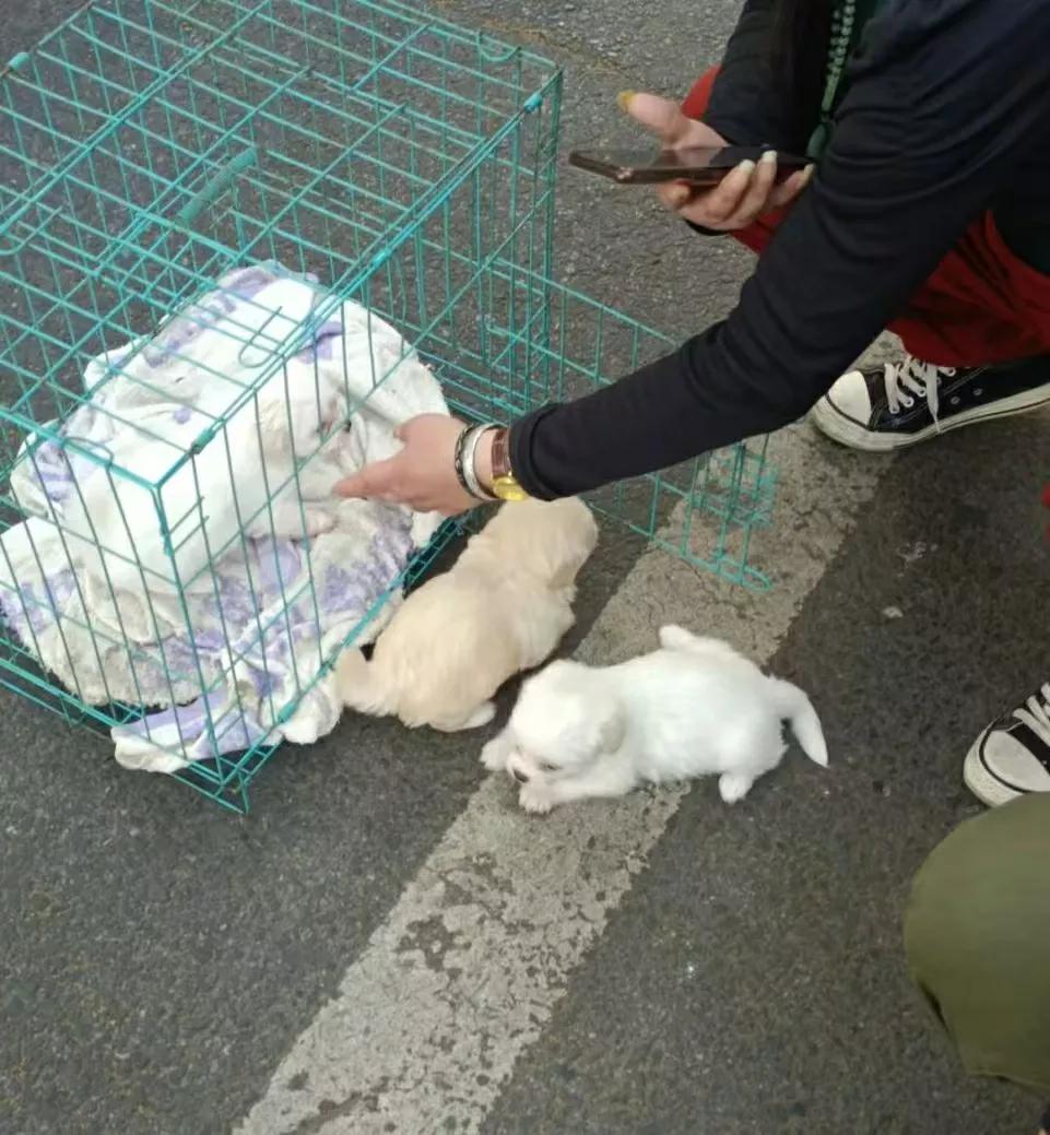 今天我和朋友逛街，心情不错，突然看到一位老奶奶在路边摆摊，旁边有几只可爱的小狗。