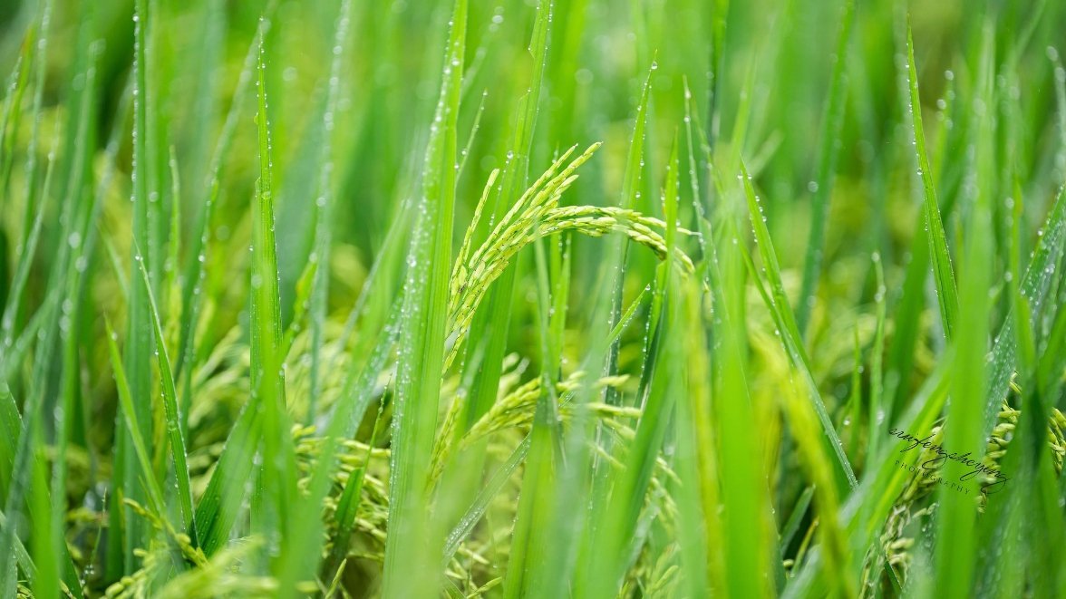 豫南的秋风里已经有了稻香🌾via. 随风摄影   ​​​