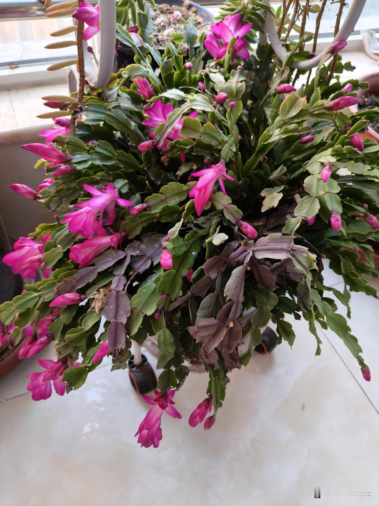 养蟹爪兰的花友集合！友友们，看看我这蟹爪兰，开花的时候那叫一个热闹，粉紫色的花一