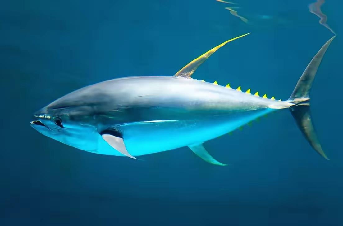 金枪鱼一生都在游泳，1小时狂飙80公里，不是它勤快，是因为它一停下来，哪怕游慢一