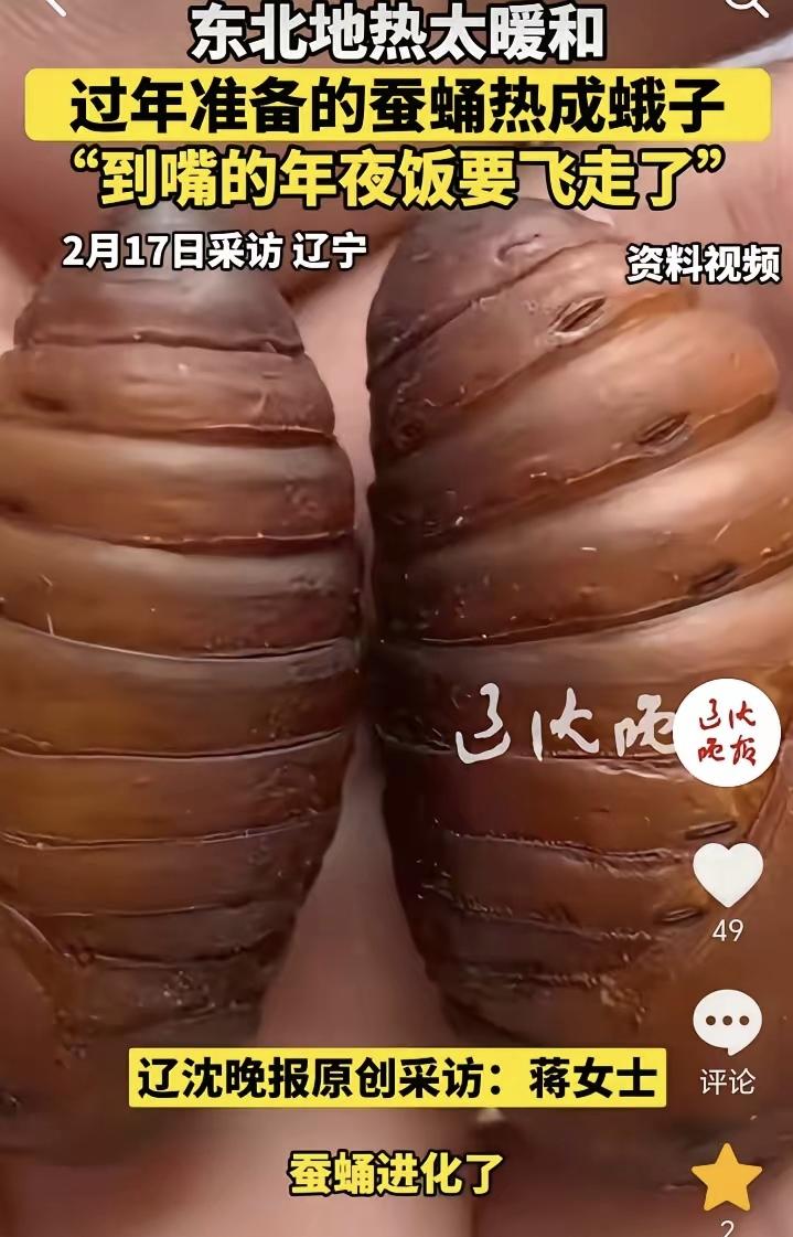 “太心疼了！”辽宁，女子过年前买了不少蚕蛹，本打算过年做年夜饭和家里来亲友时再吃