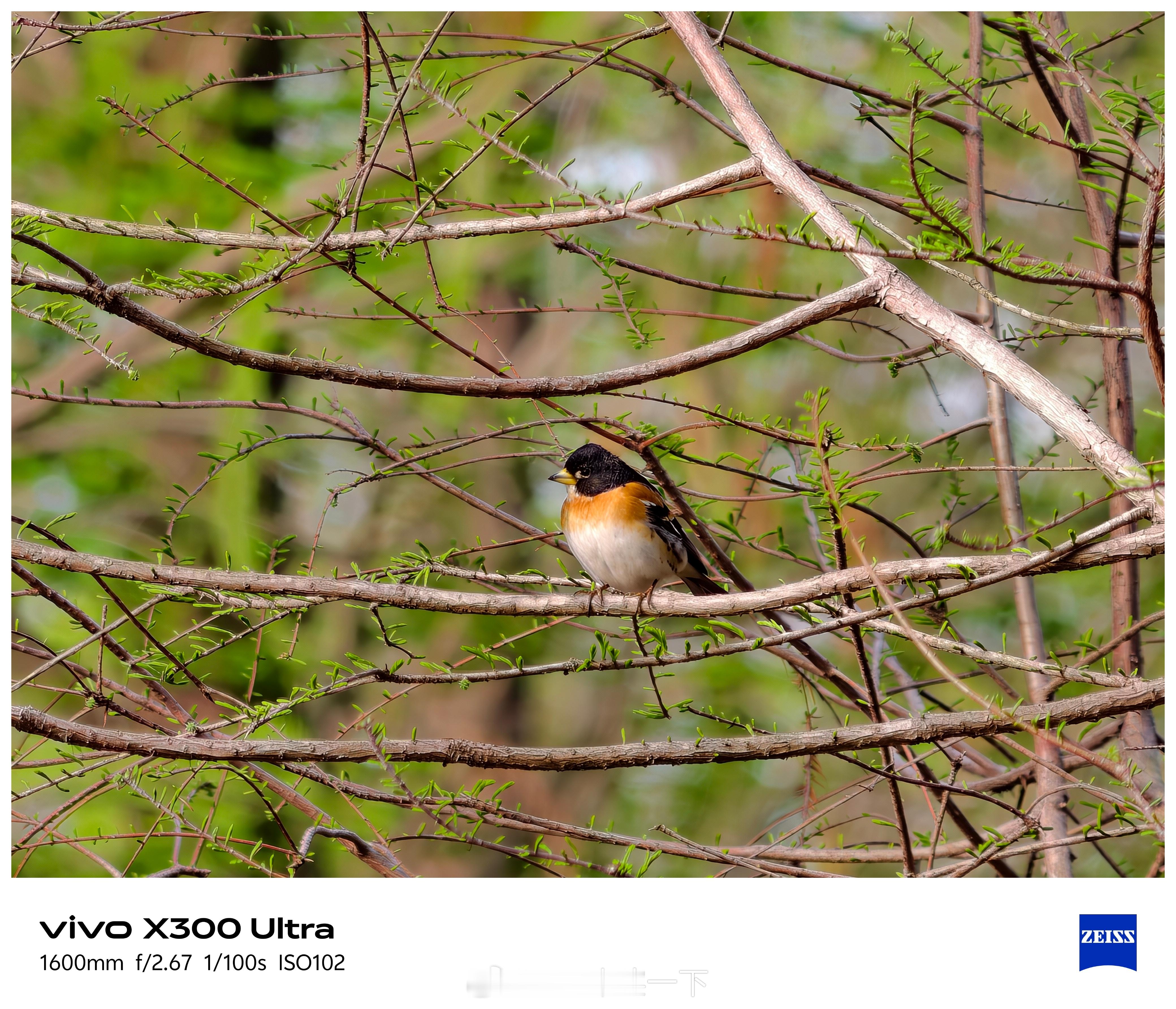 你们说以后在公园里看到老法师打鸟拍照会不会越来越多会用vivoX300系列？有