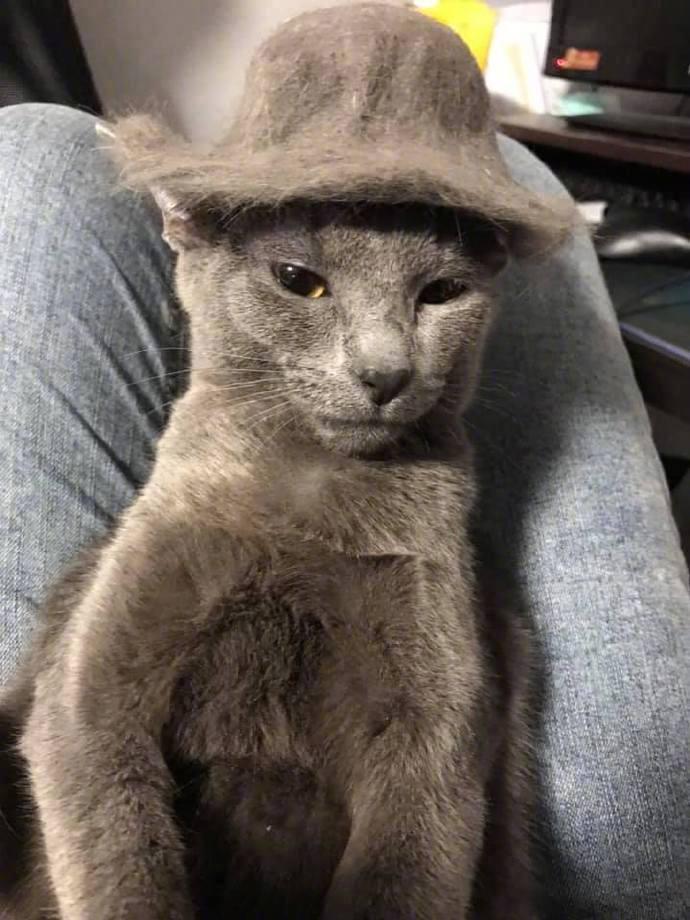 帮猫咪梳毛，结果发现开始掉毛，于是就产生了这顶帽子