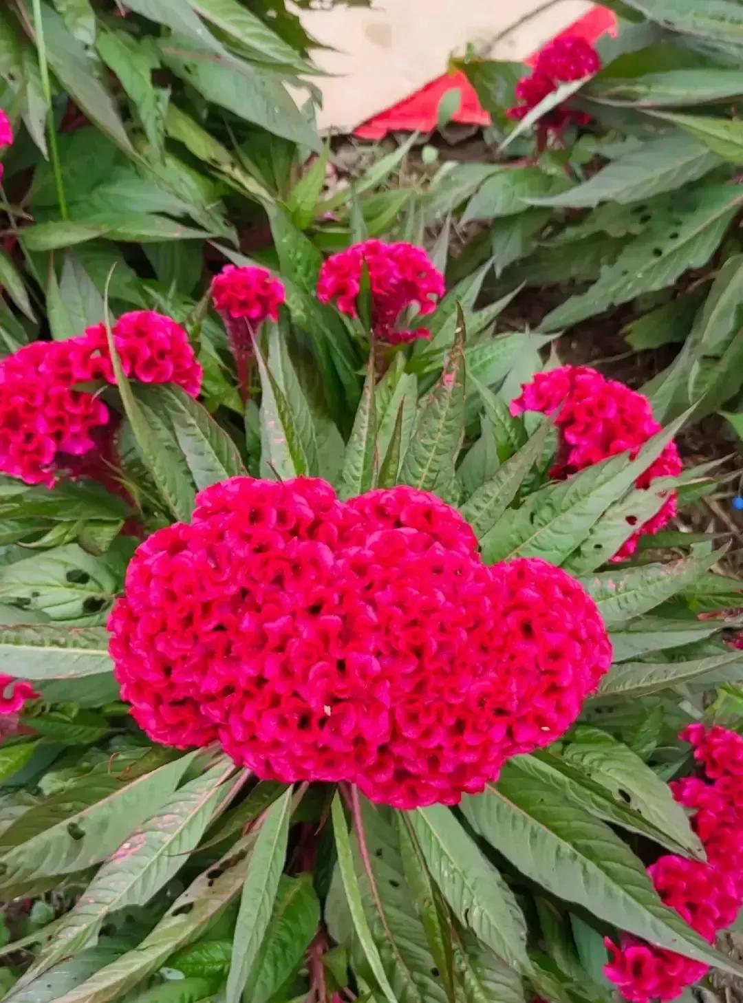 刷到个帖子说“女婿进门是半子，儿媳进门是外人”，评论区全是倒苦水的媳妇。我琢磨