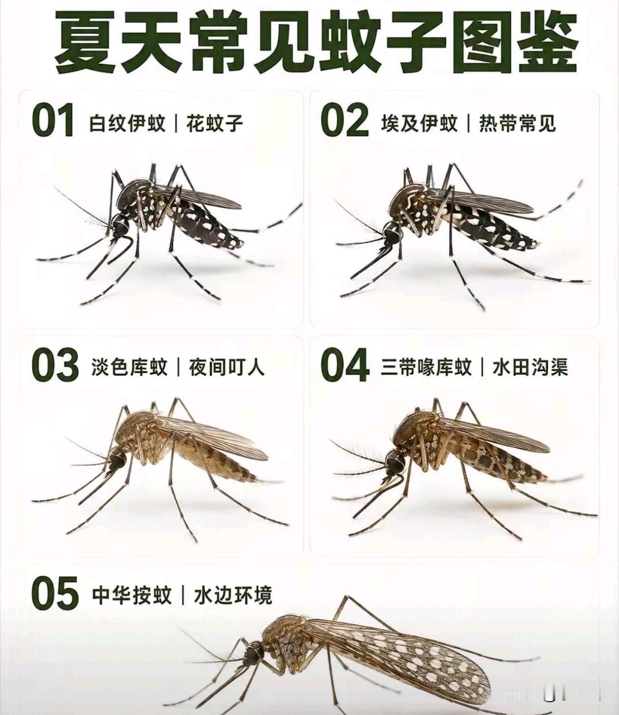 夏天最恼火的时刻到了你最烦哪一种