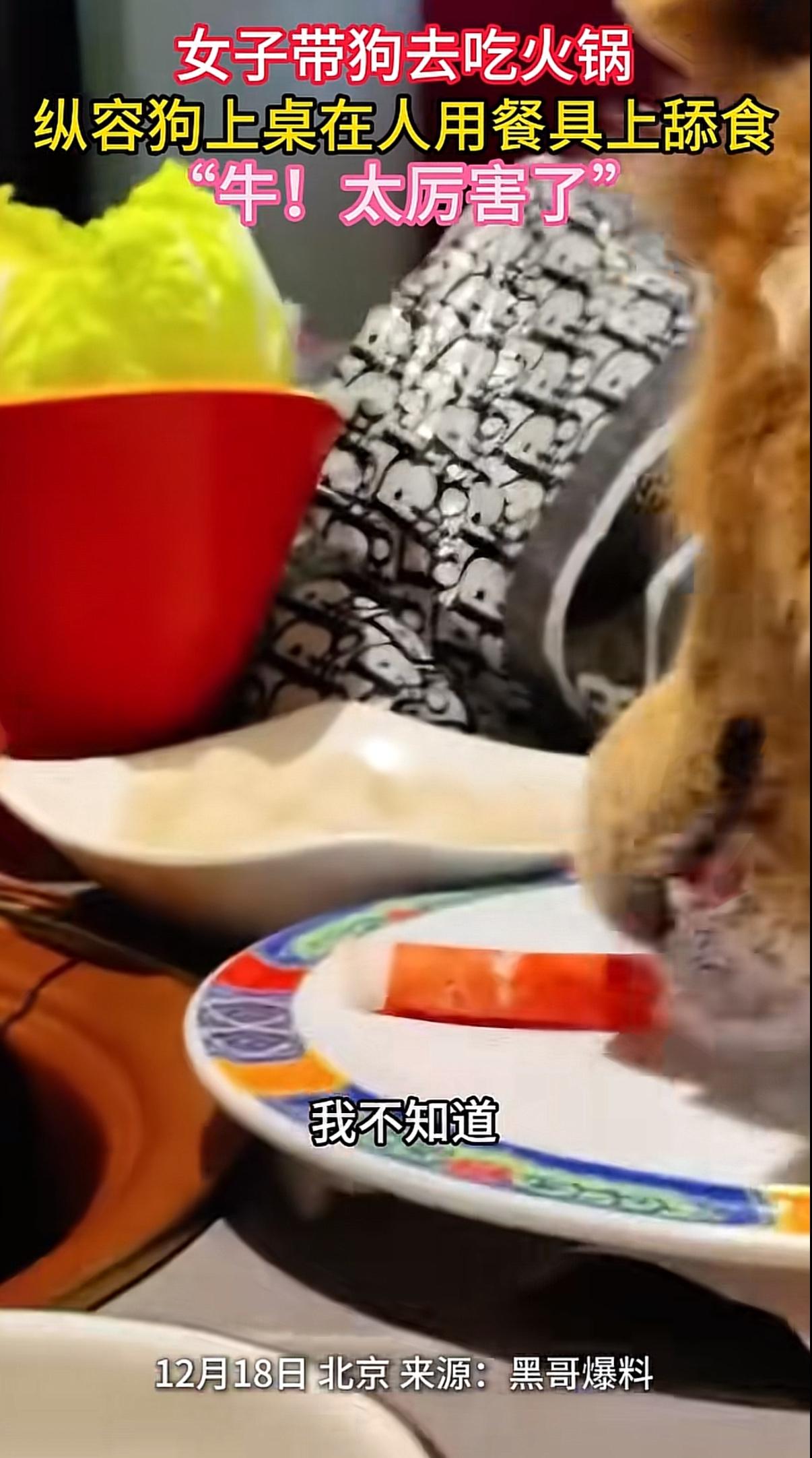 “请给我你比狗尊贵的证据！”这是我在北京看到最炸裂的回应。一女子带狗去吃涮肉