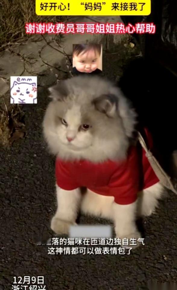 我天，高速收费站捡到一只猫，穿着衣服，戴着电话手表。打开通讯录一看，赫然写着“