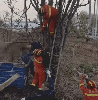 万万没想到！北京顺义，一位早起准备下地的村民，凌晨五点路过郊外树林，抬头一看，高