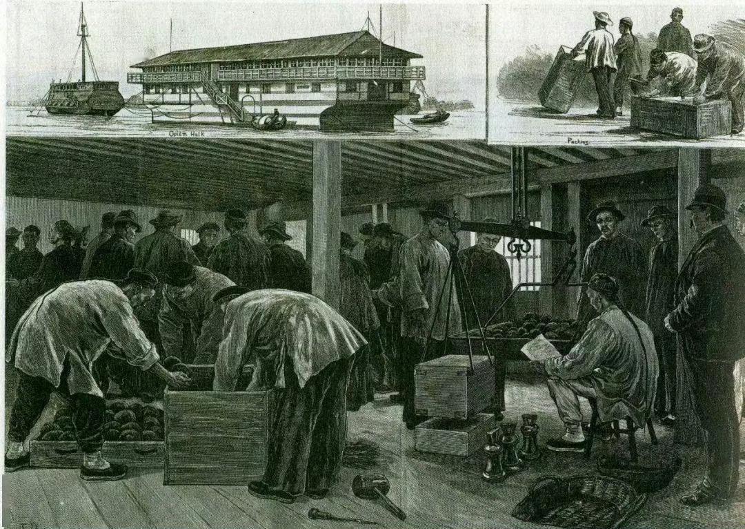 离开了中原的茶叶与大黄，洋人会死鸦片战争前后的中国官员，普遍认为洋人没有中国的