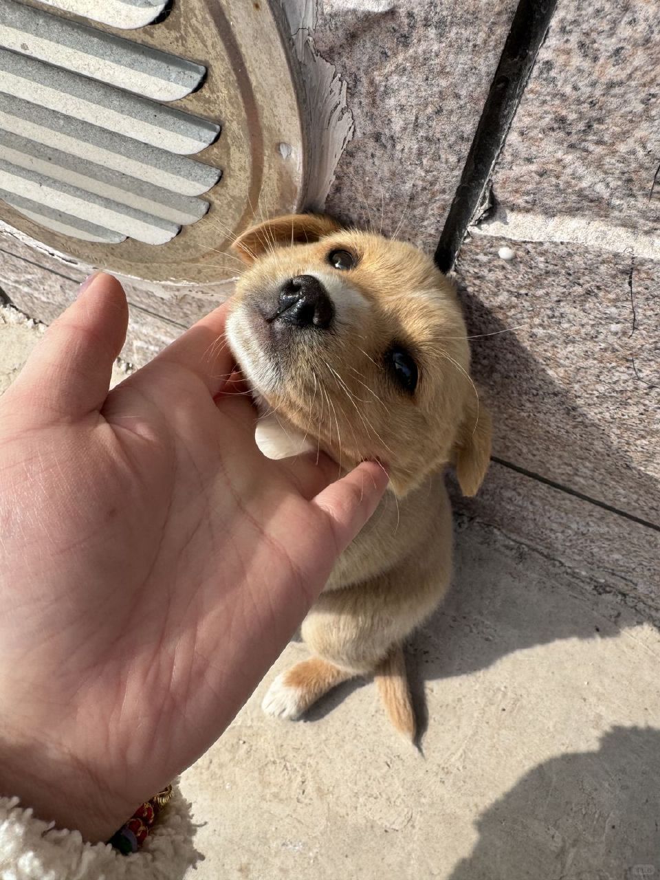 小狗，你已经被逮捕了，罪名：过于可爱​​​