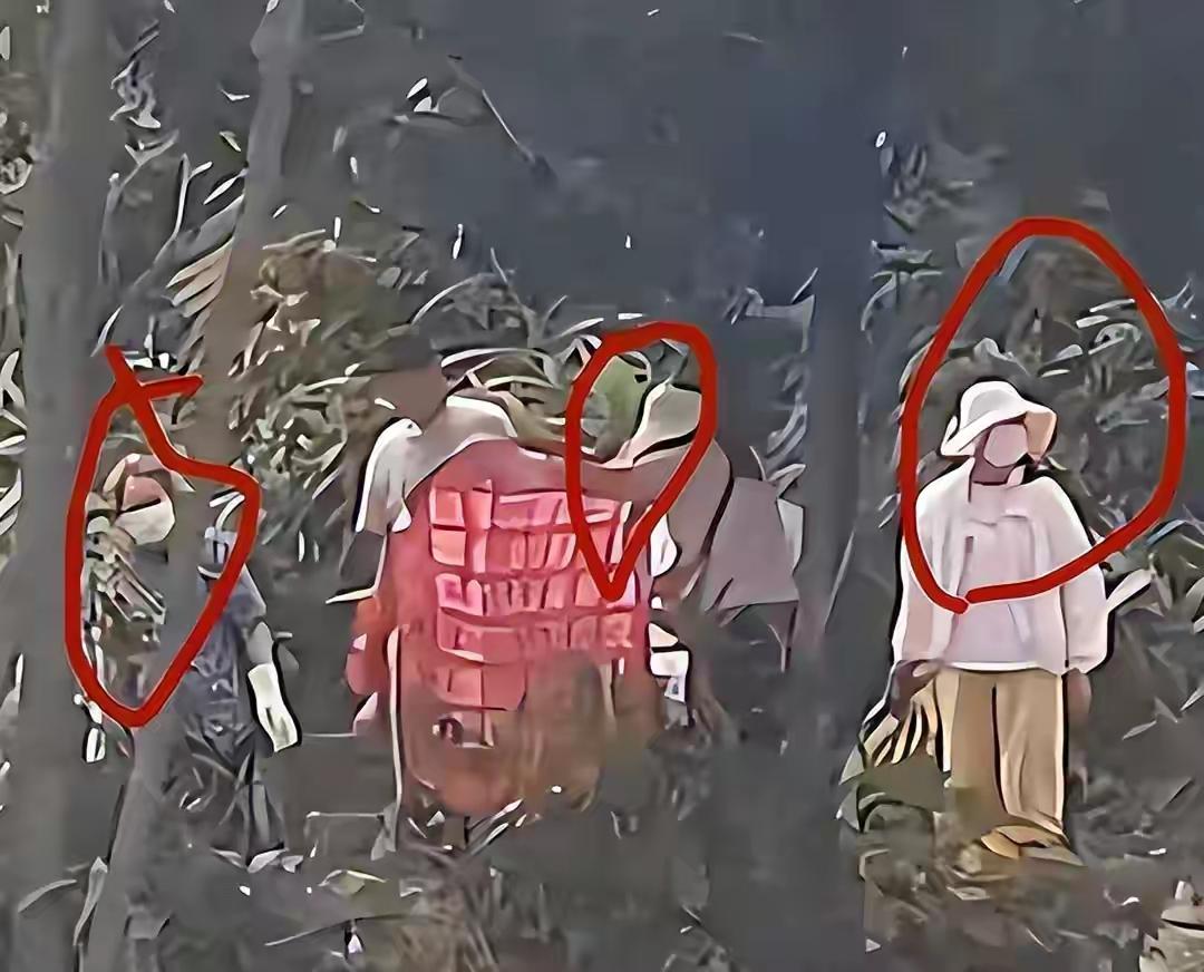 “救猫救出一地鸡毛！”广东清远，1120只猫被“放生”到饮用水库，志愿者连夜翻山