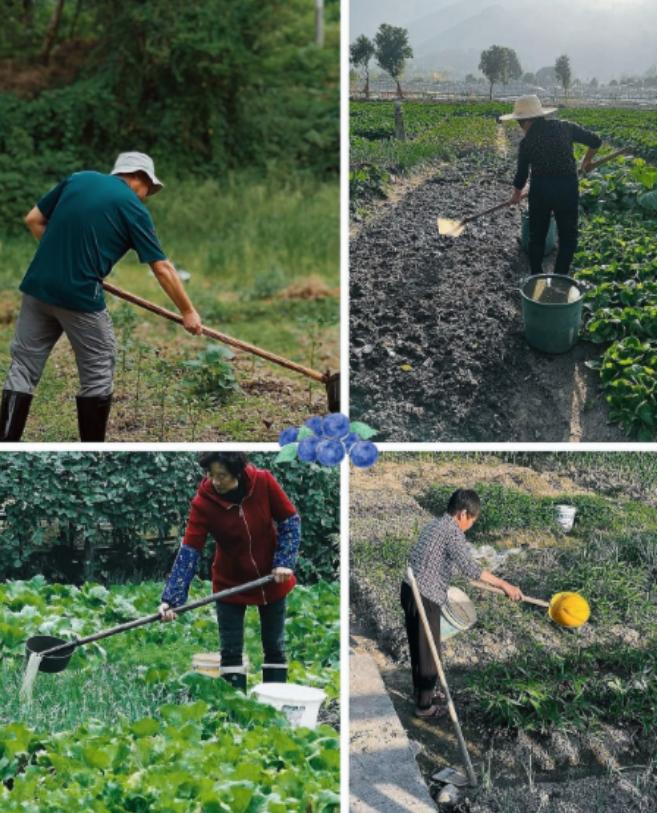 中国祖辈都在用的“粪水浇菜”，欧洲科学家却才发现，为什么？中国用粪水浇菜的习惯