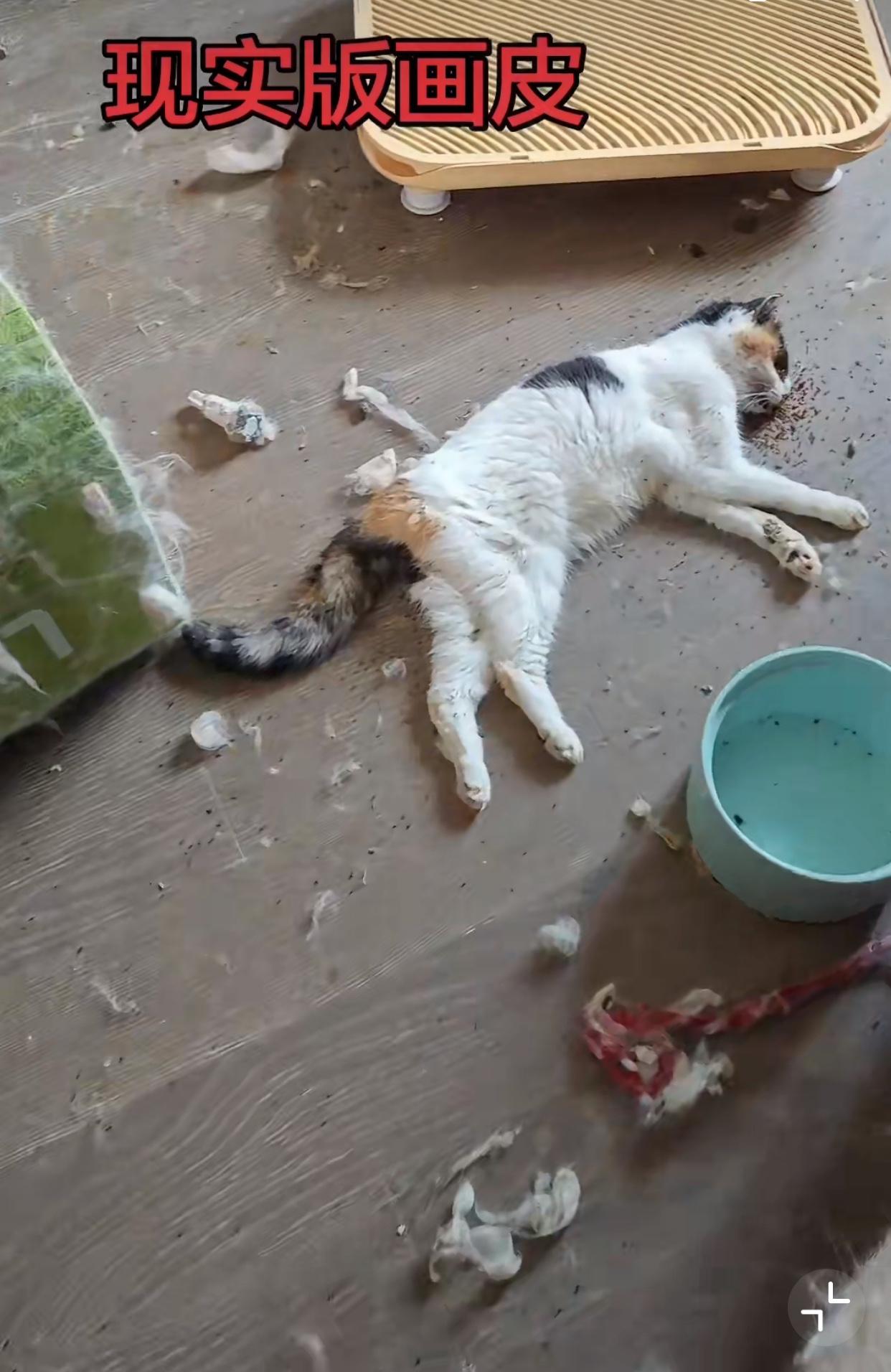 重庆，一位女租客租房，之后女租客没住了，让其朋友住在这里帮她照顾猫咪，现在退租了