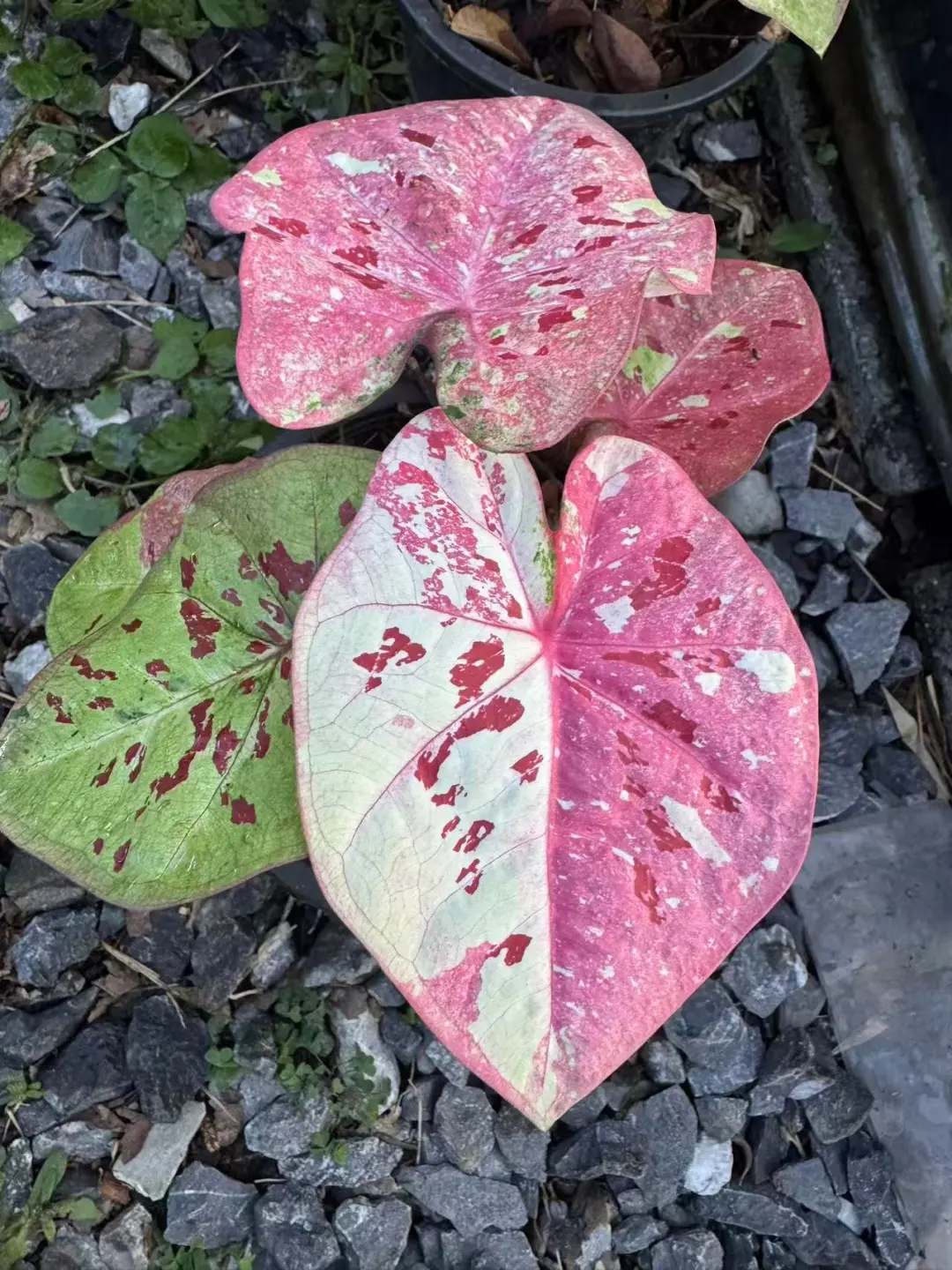 新籽播成体苗