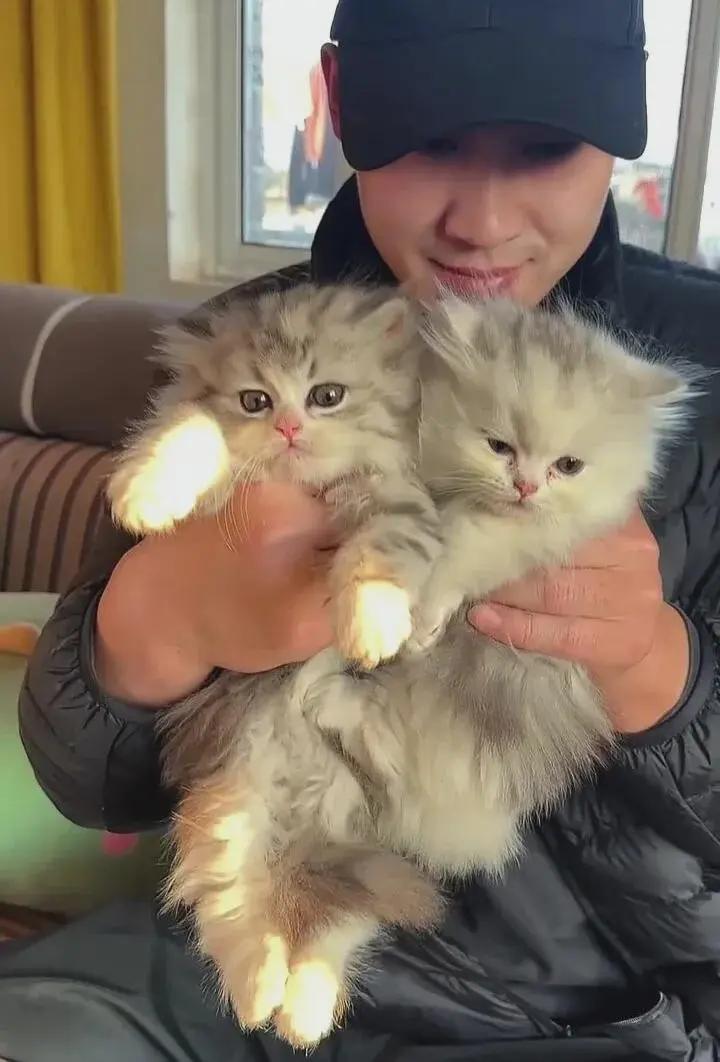 离谱！上海女出纳掏空公司3500万，养猫月花10万还沉迷“云祭祀”！平日里看