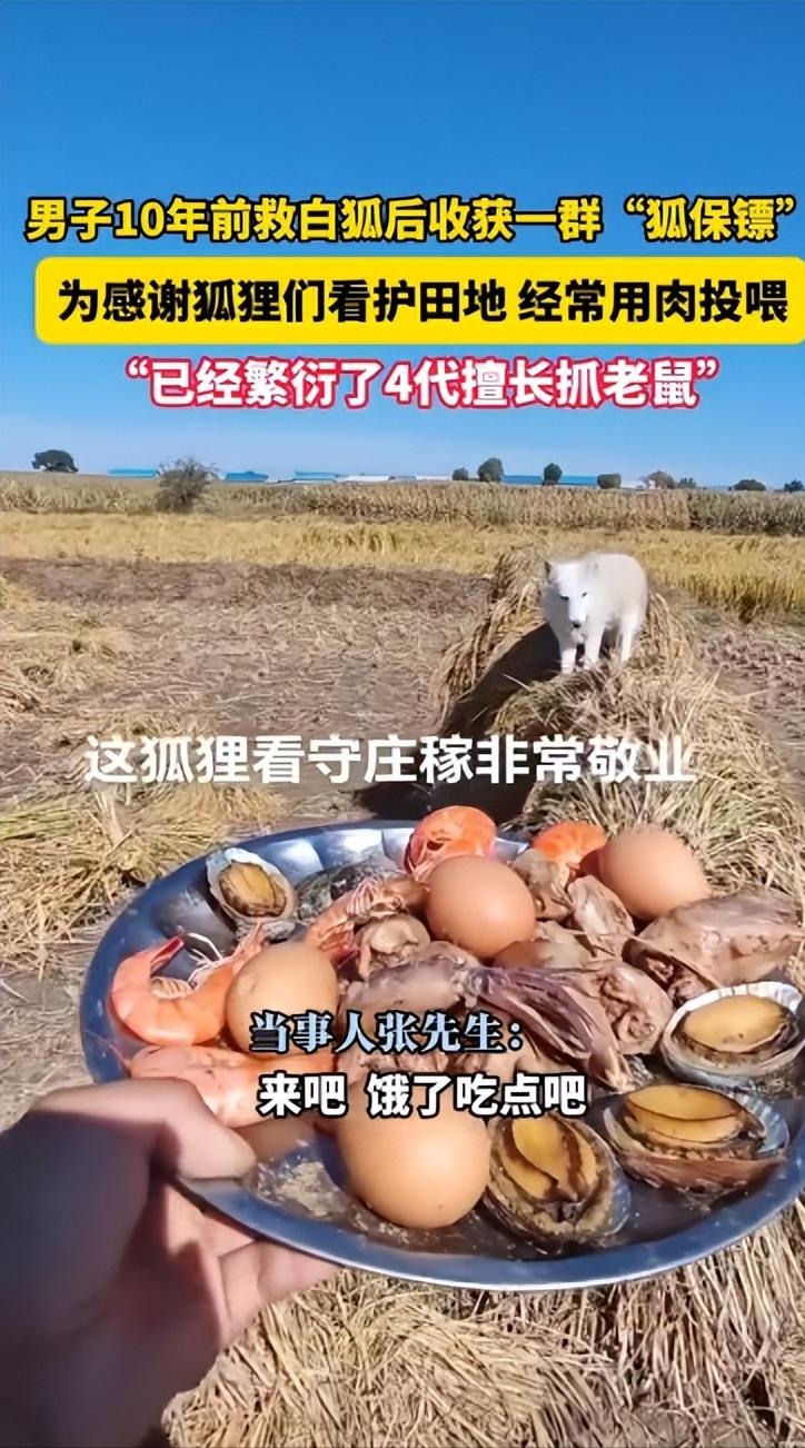 万物皆有灵!近日,黑龙江,一男子在10年前救了一只白狐,没想到之后白狐就不肯离开