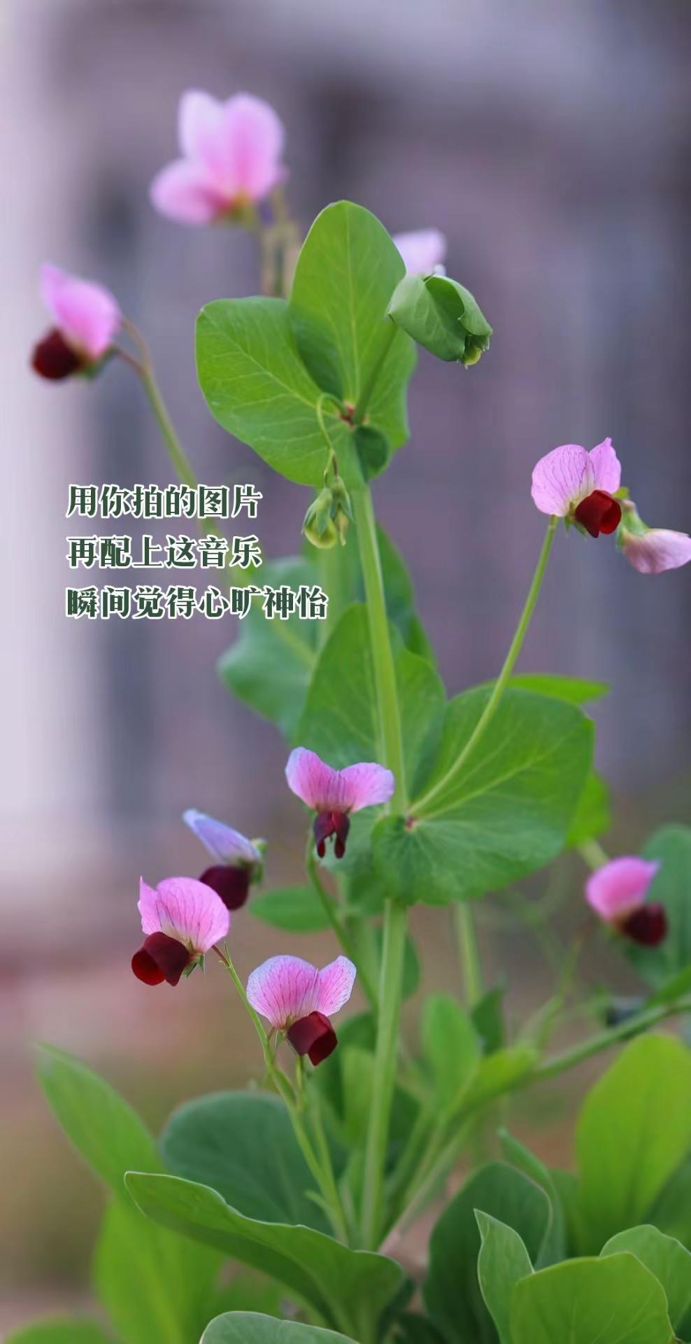 用你拍的图片，再配上这音乐，瞬间觉得心旷神怡