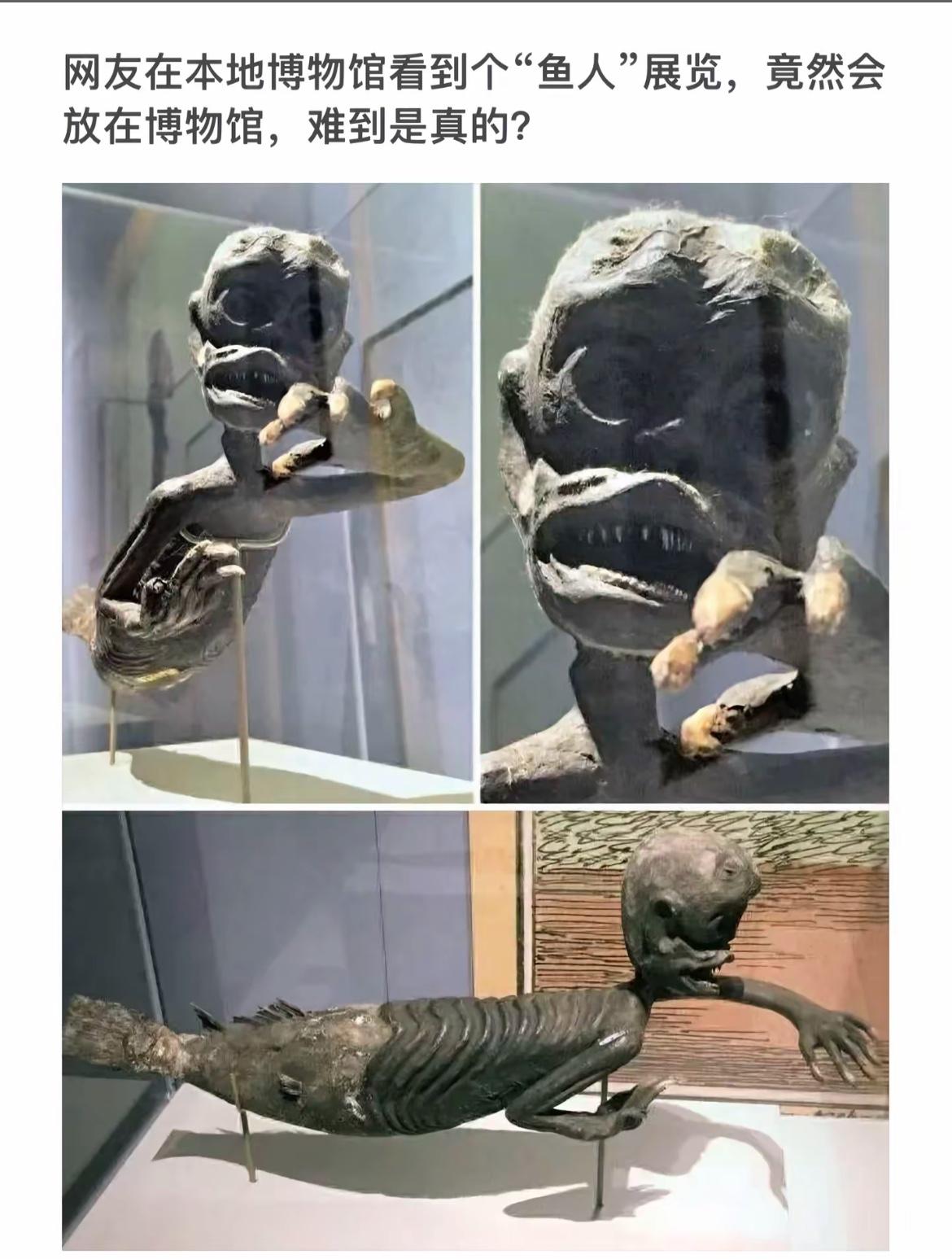 “博物馆惊现‘鱼人’，真假难辨！”🐟👻