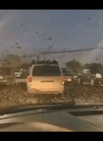 特拉维夫上空乌鸦遮天蔽日（详见附图一、二），真的是亡国之兆吗？普通网民和专家看法