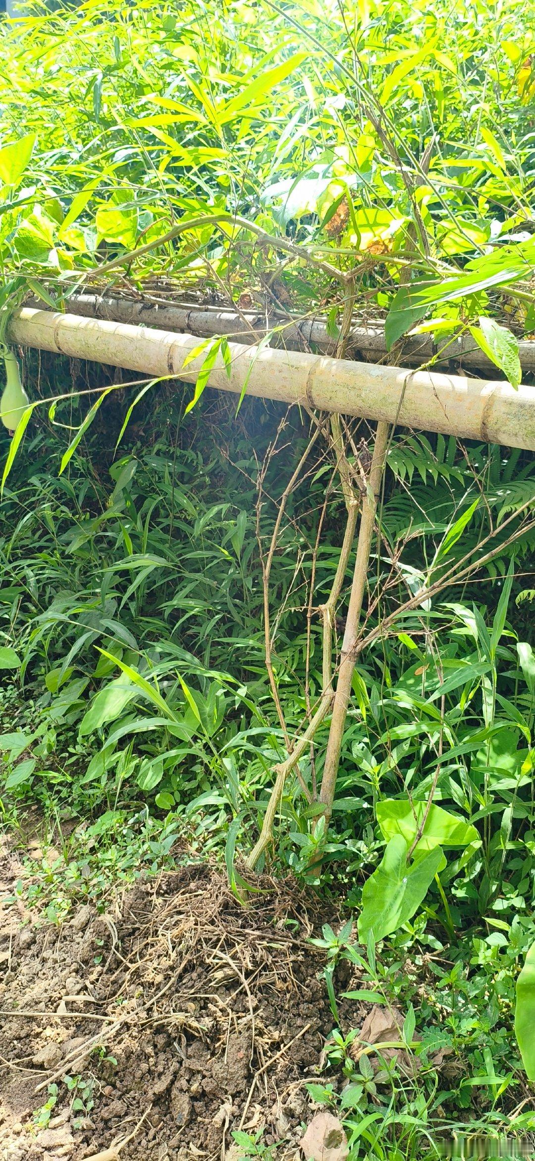#葫芦娃爷爷回应30天后要拆掉葫芦#天气转冷，葫芦作为草本植物无法露天越冬。爷爷用朴素的话解释：“天
