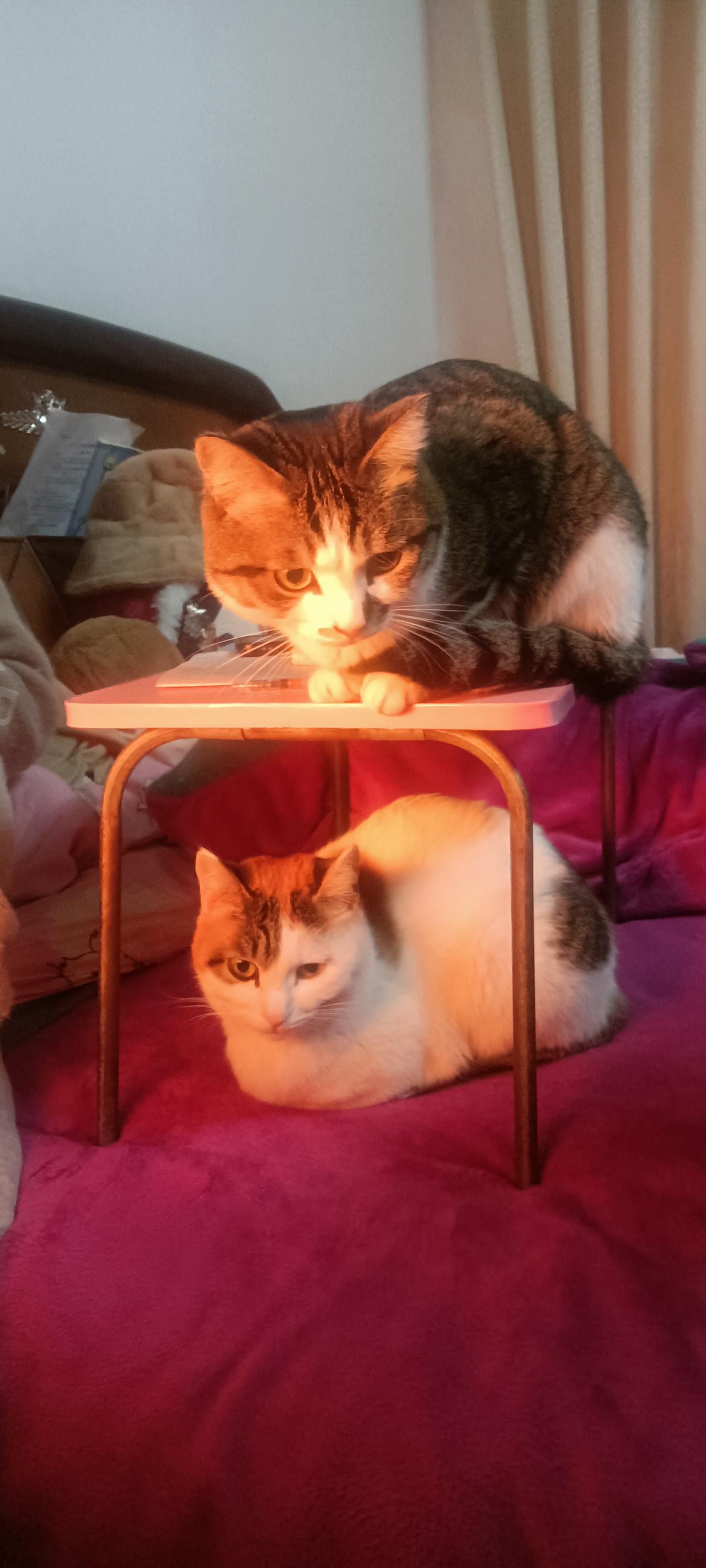 俩猫占座把我整笑了，这地位差距也太明显了！家人们谁懂啊！就因为我随手放了