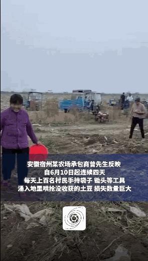 “太缺德了！”安徽一种植户收土豆，竟遭当地数百名村民哄抢！种植户表示，土豆还没拉