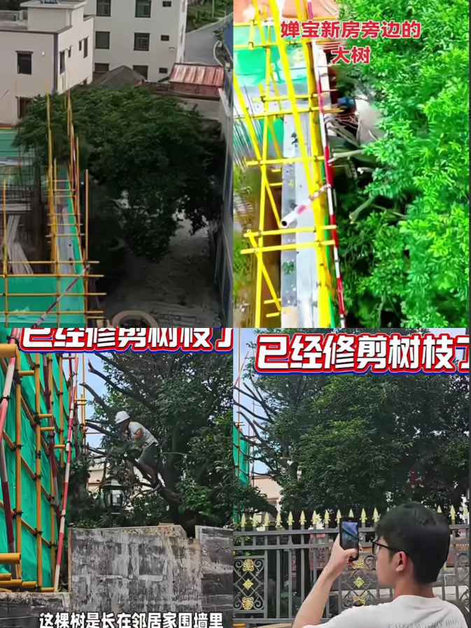 全红婵的邻居出名了，全国人民都知道他做的事，他家的荔枝树伸到全红婵新房中，他