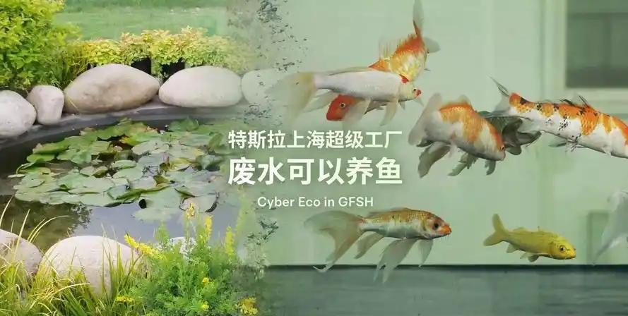 特斯拉又遥遥领先啦，这次是环保，人家上海超级工厂的废水居然能养鱼！锦鲤活得相当滋