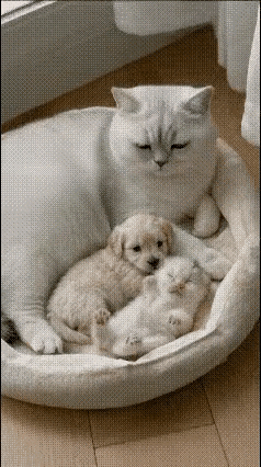[爱心]暖心了！猫咪把小狗当亲娃养，温柔拍背哄睡的样子，跨物种的爱太纯粹了！