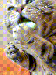 我家这只小狸花猫，那可是出了名的不挑食，简直是最好养活的小猫！不管是啥吃食，只