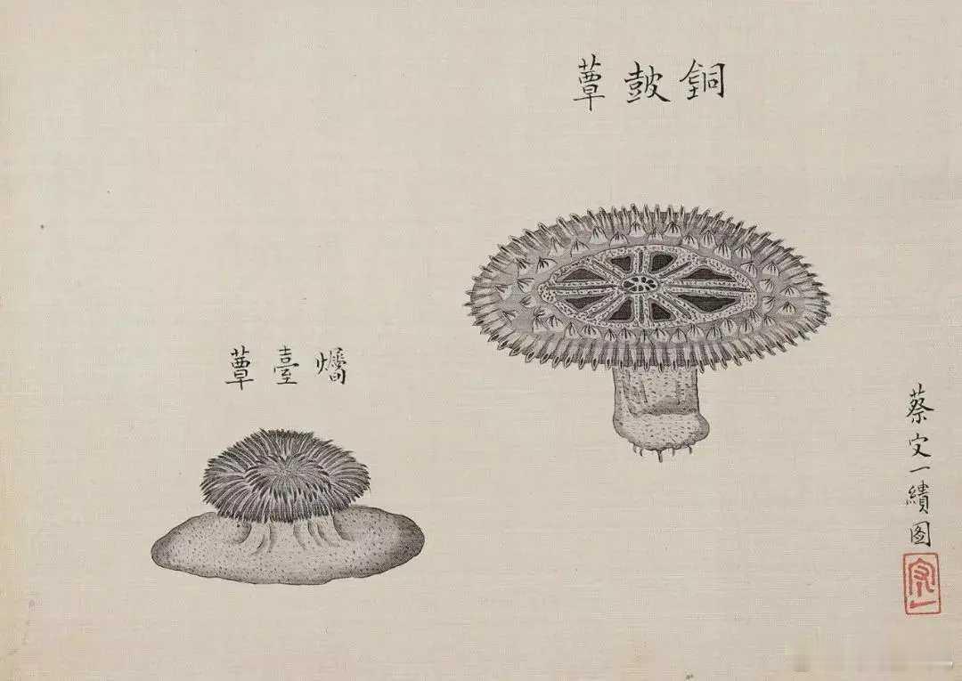 蔡哲夫写生博物志册。册页(八开)水墨绢本。20×29cm×8。蔡哲夫，187