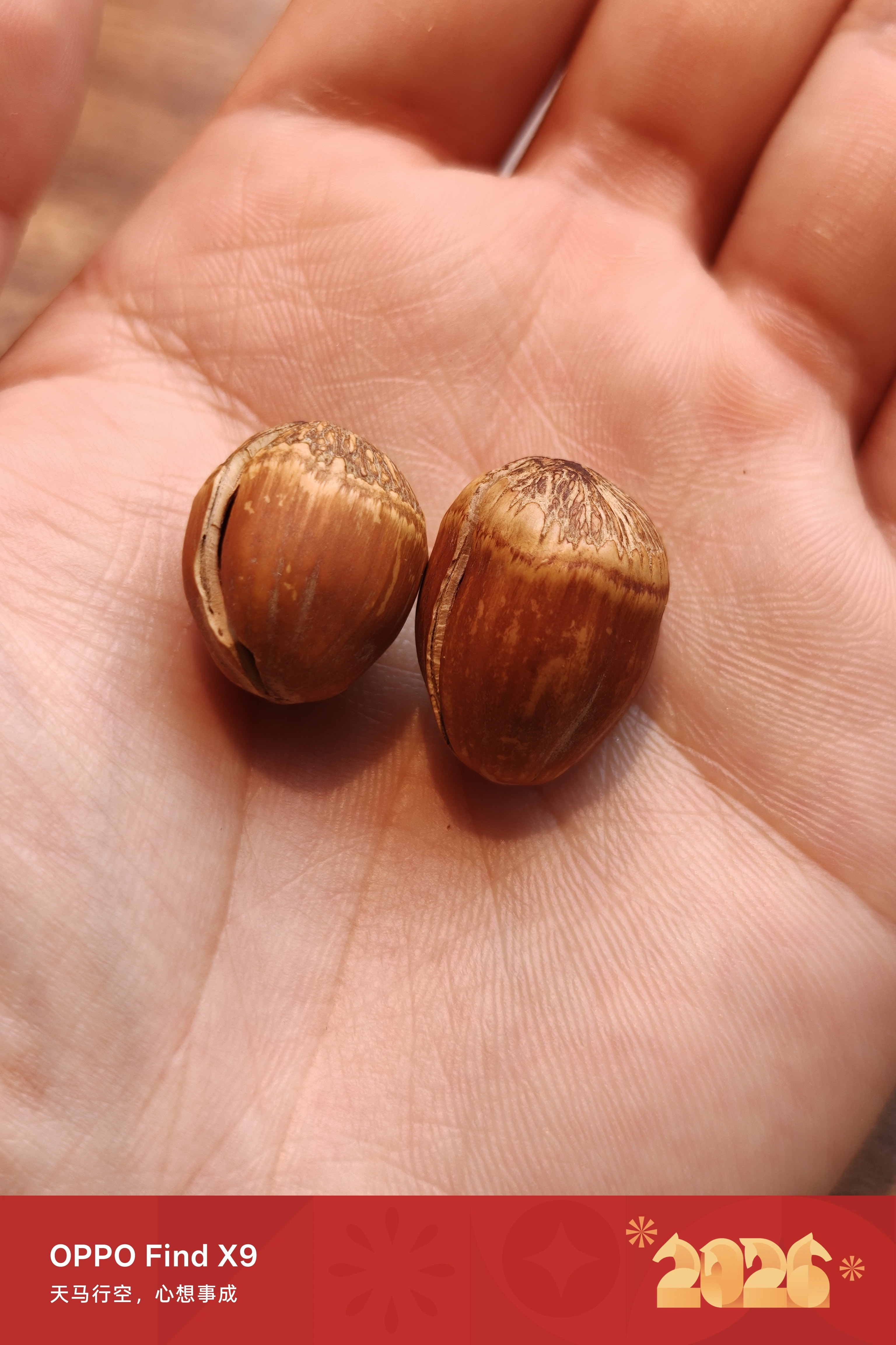 第一次吃榛子，长得很像熊出没里蹦蹦藏的那些