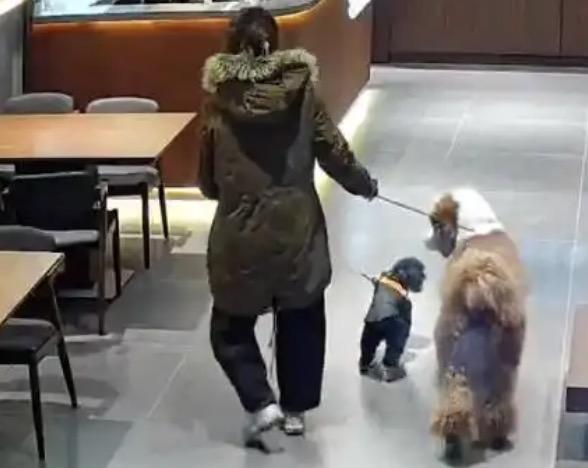 女子带大型犬进餐厅遭拒绝，事后给餐厅差评也就算了，还扬言自己的狗，曾生活在法国的