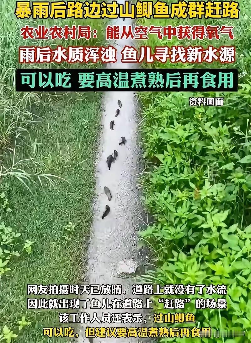 解释不清了！广西防城港，男子雨后回家，突然在路上发现一排排黑色的东西，开始他还