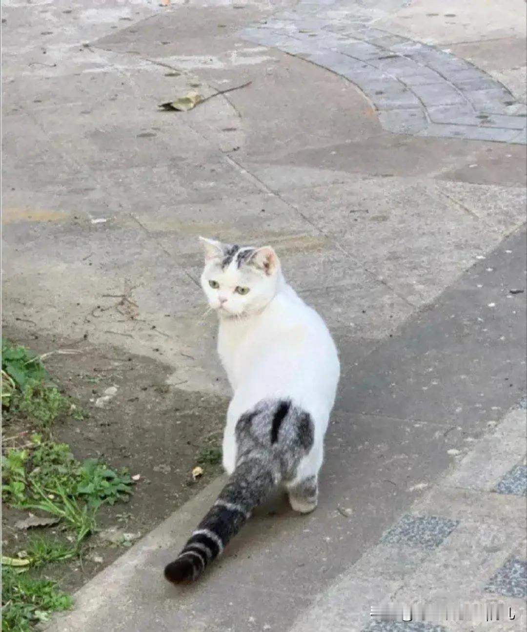 猫猫，你的尾巴是借来的吗?