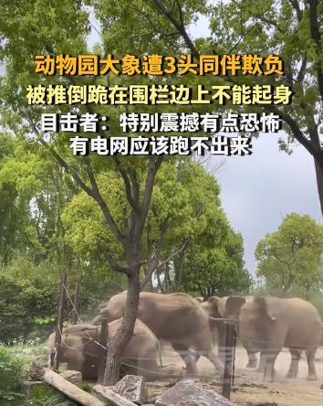 听说过“校园霸凌”，你听说过“‘象’园霸凌”吗？2025年，上海野生动物园，一只