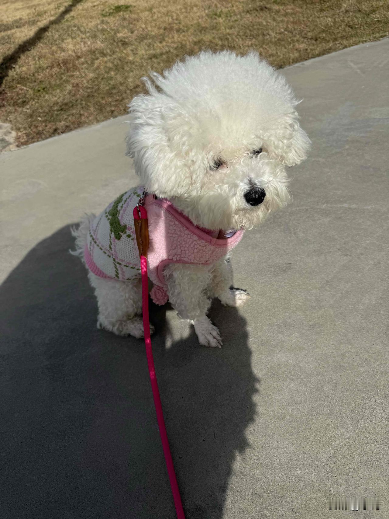 午后这阳光，洒在身上暖洋洋的，我就带着小比熊出来晒太阳。它那模样，呆萌萌地趴在地