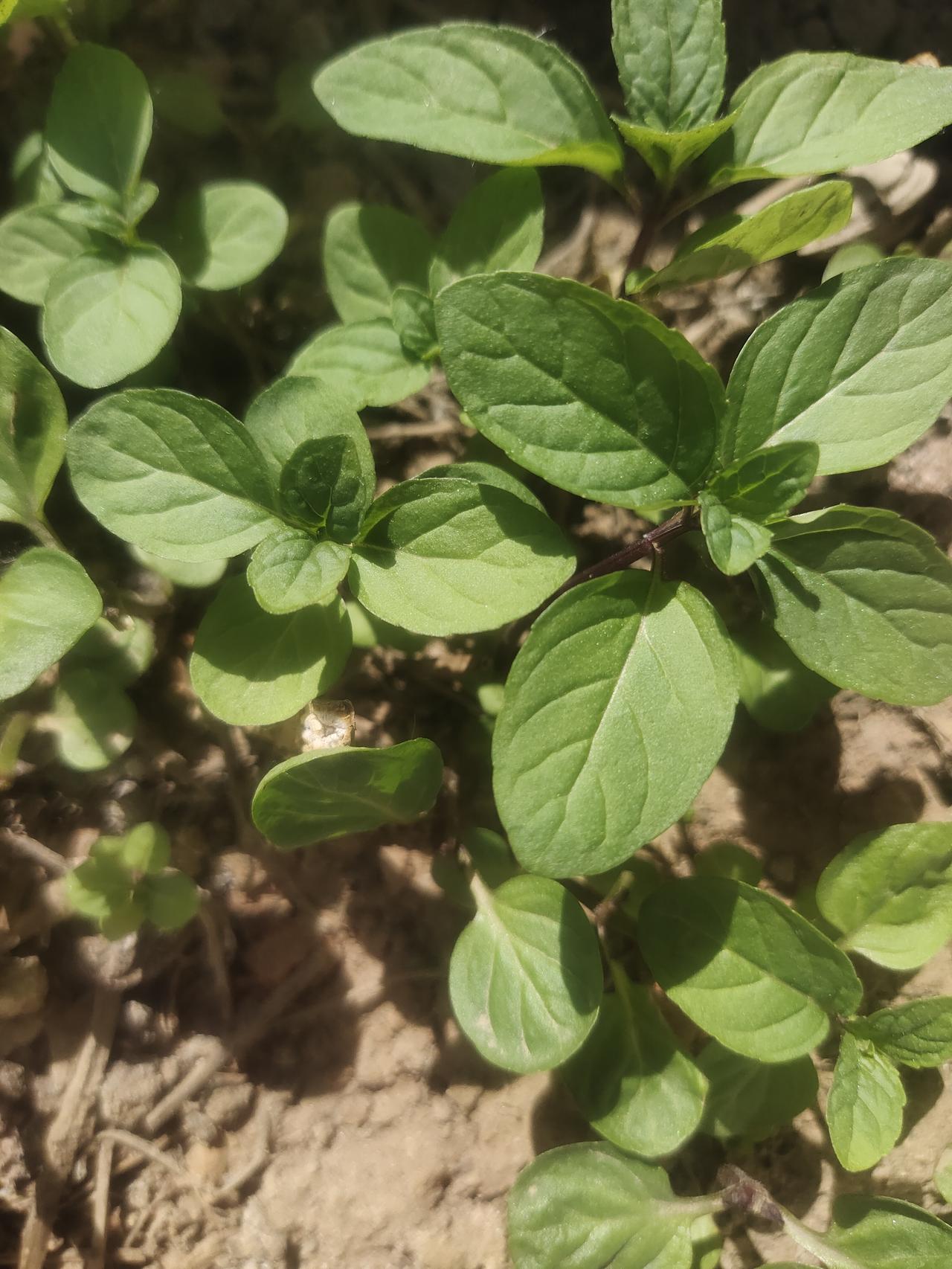许久未晒我的小菜园了，瞧瞧今年小菜园里都有啥菜。我的小菜园很让人省心，有些