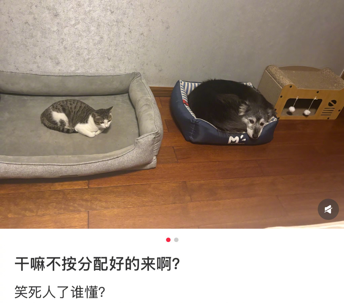猫咪的配得感一直很在线