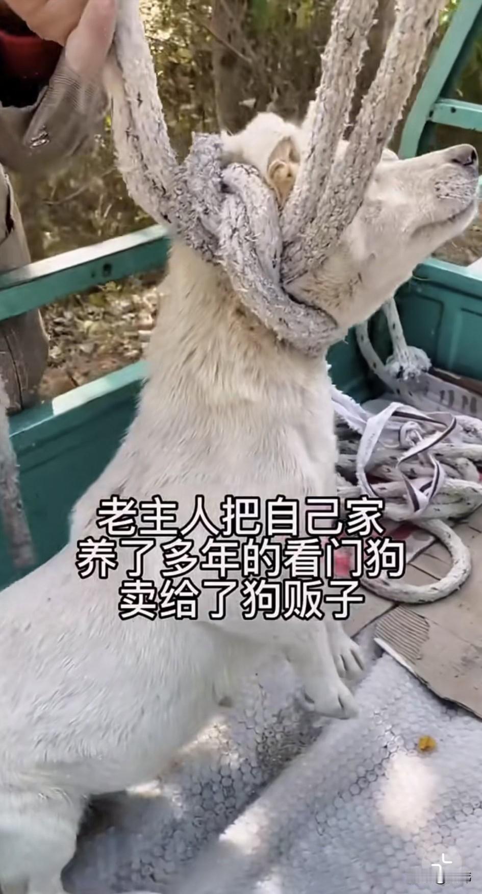 泪目了！这天一位小哥哥去赶集，当他走到那里的时候，看到了令人惋惜的一幕，一位老人