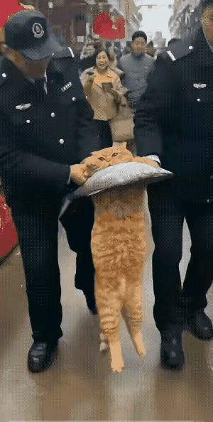 广西北海地角海鲜市场，一个鱼贩摊位上常来一只猫偷鱼，老板前前后后赶过很多次，但猫