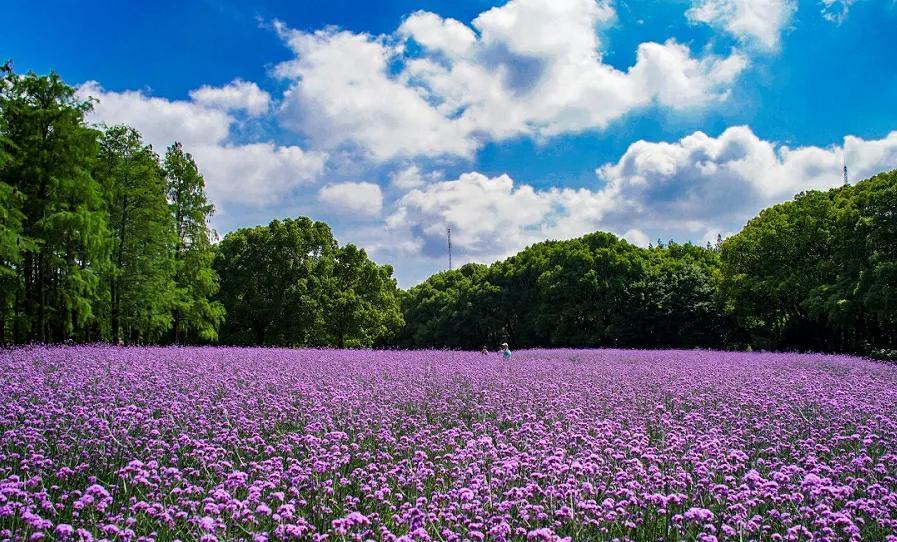 北京温榆河公园的紫韵花海当夏日的风掠过京城的大地，北京温榆河公园的马鞭草花海，