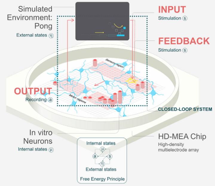 心智观察所: 离体脑细胞学会打游戏, 智能从何而来?