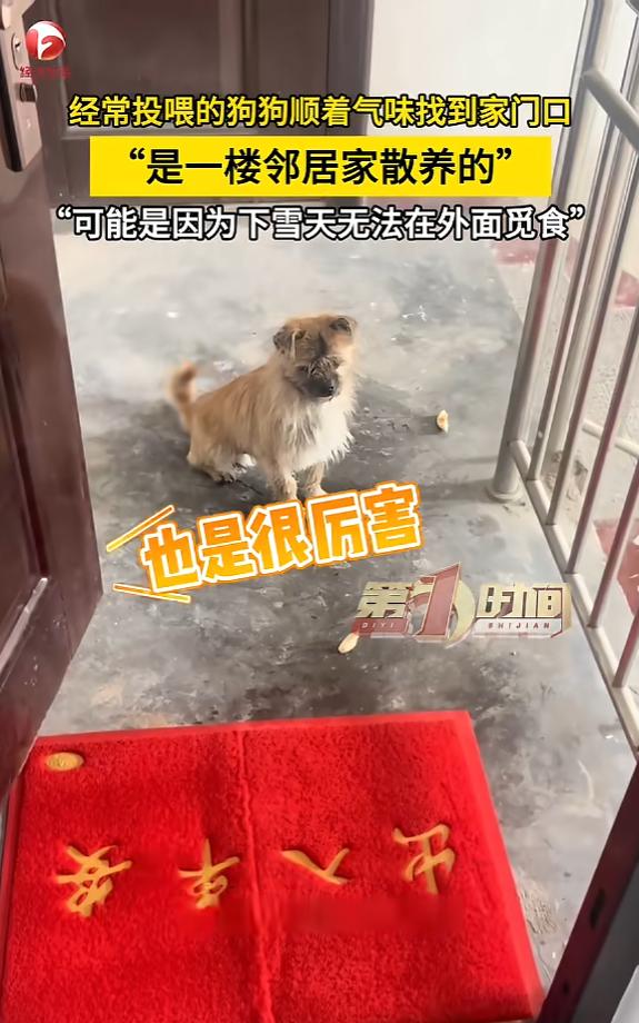 “万物皆有灵！”1月21日，山东枣庄，一男子出门时，总是能遇到邻居家散养的小狗，