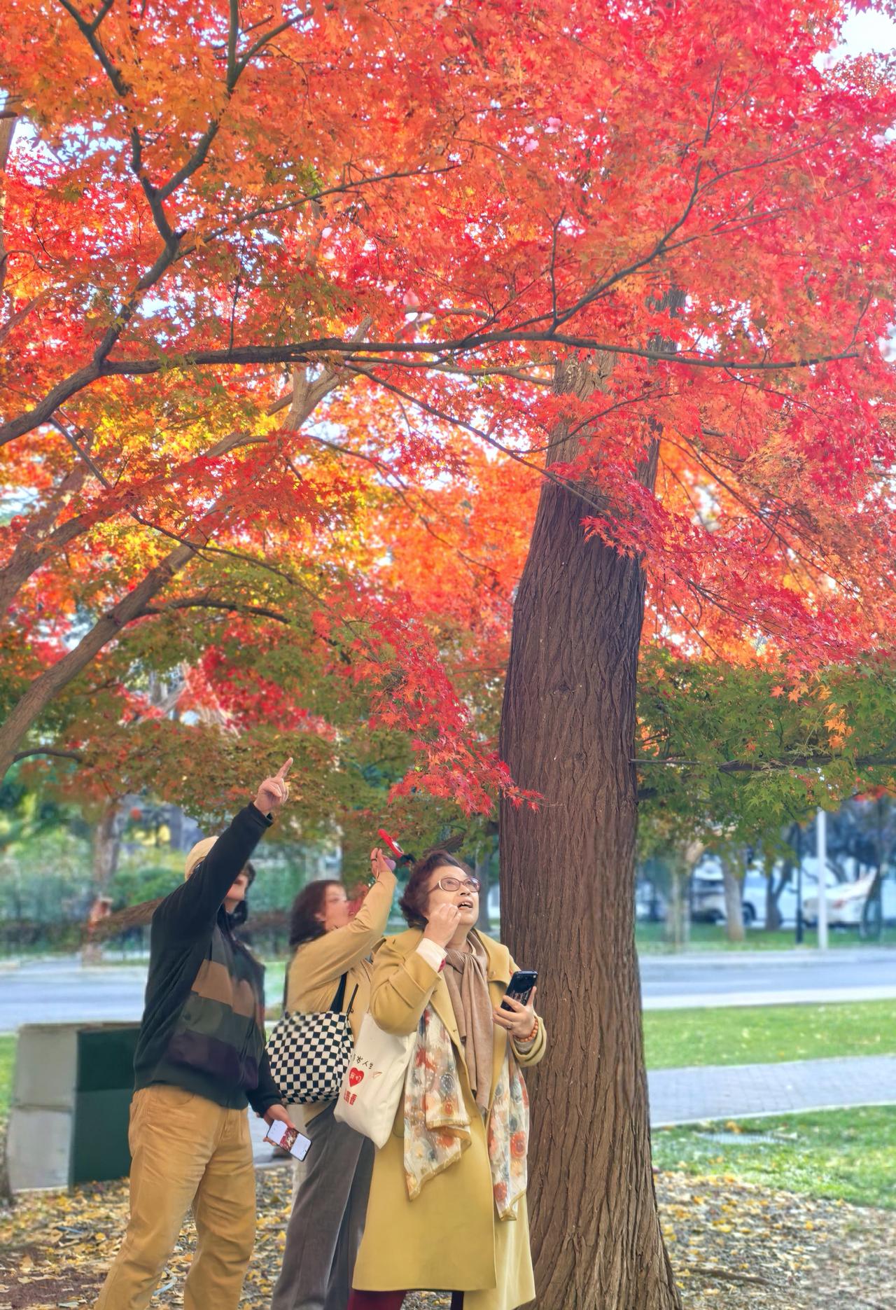 分享树的美景友谊宾馆里的美国红枫是我每年必去的打卡之地。虽然经过前年夏日强风骤雨